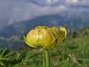 18 Trollius europaeus (Botton d'oro) grondante di gocce d'acqua 